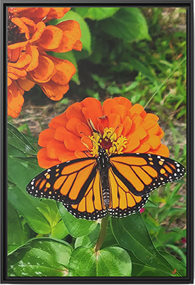 Ember Rest, Framed Canvas Print