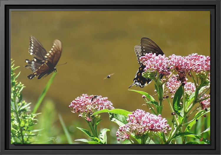 Reflections of Serenity, Framed Canvas Print