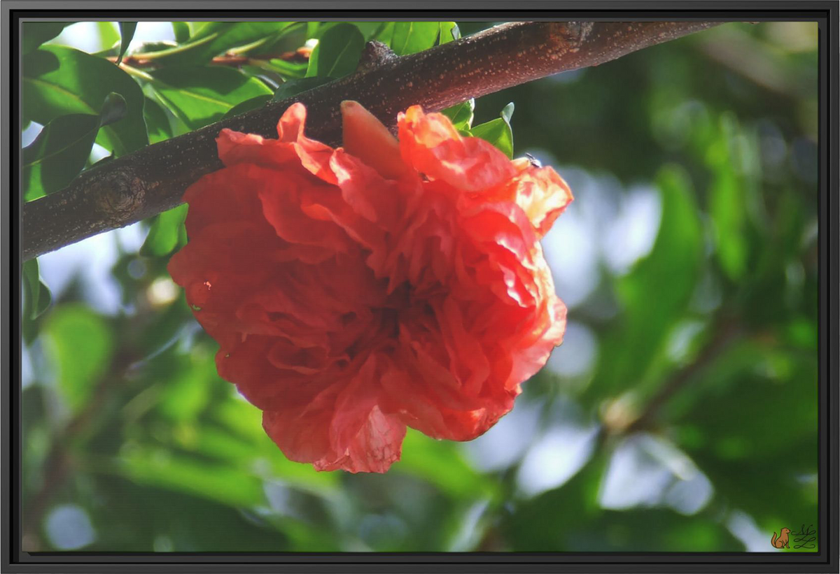 Scarlet Bloom Among The Green, Framed Canvas Print